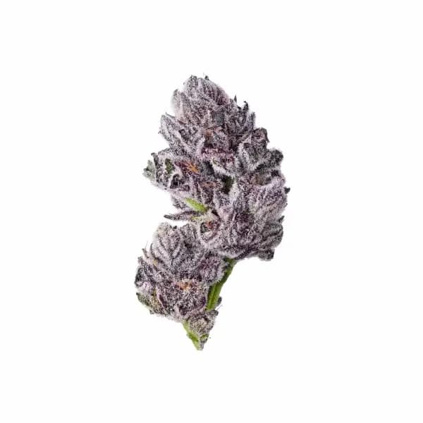 Iced Sangria (Triploid F1) Seed > Growers Choice | Feminized Cannabis   |  Hybrid